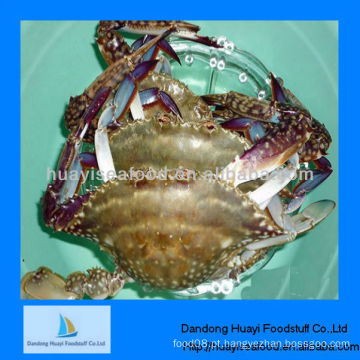 Congelado azul natação crab exportação